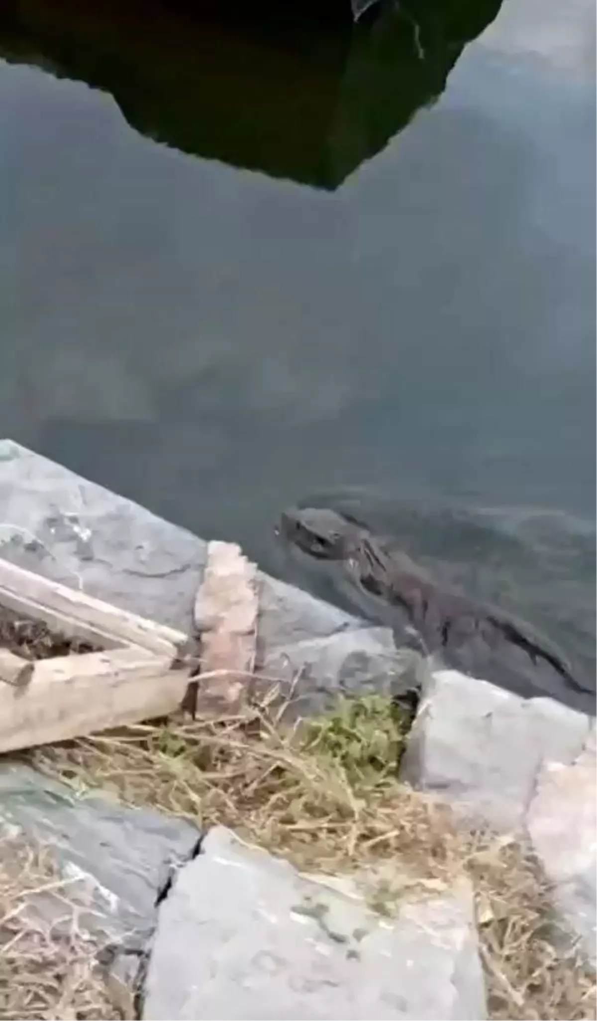 Küçükçekmece\'de Su Samuru Görüldü