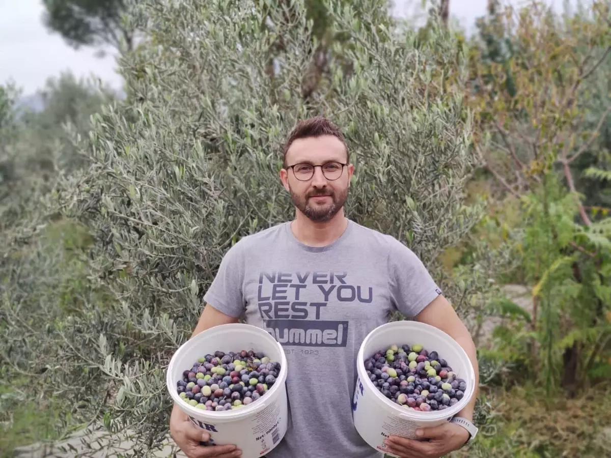 Bergama\'da Zeytin Hasadı Etkinliği