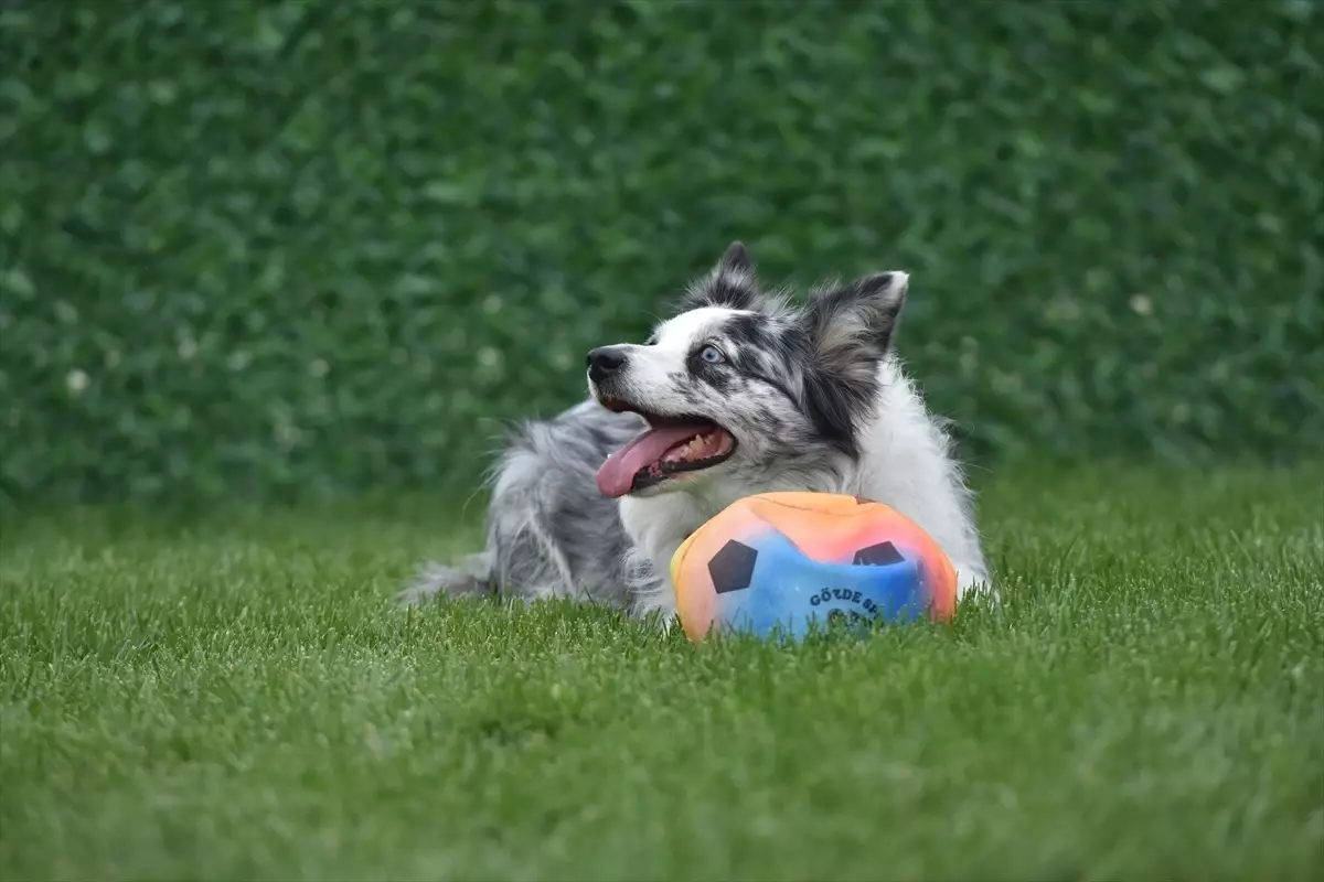 Sakarya\'da Can Dostlar Parkı Açıldı