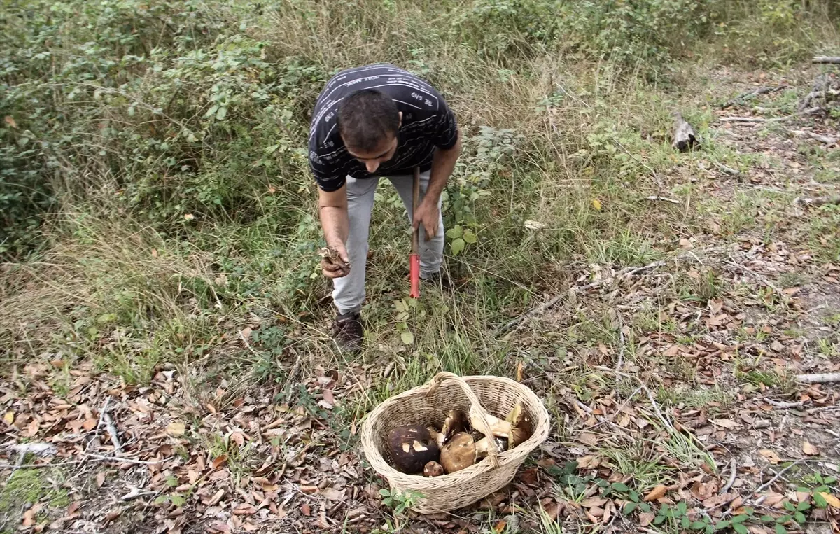 Sinop\'ta Mantar Avı: Ek Gelir Kaynağı