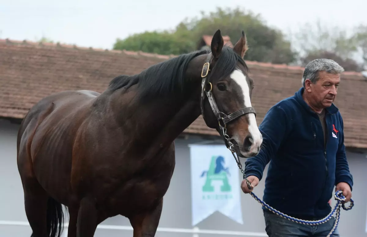 Belardo Türkiye\'ye Getirildi