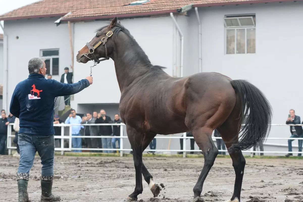 Yavruları 25 milyon dolar kazandıran efsane tay Türkiye\'ye getirildi