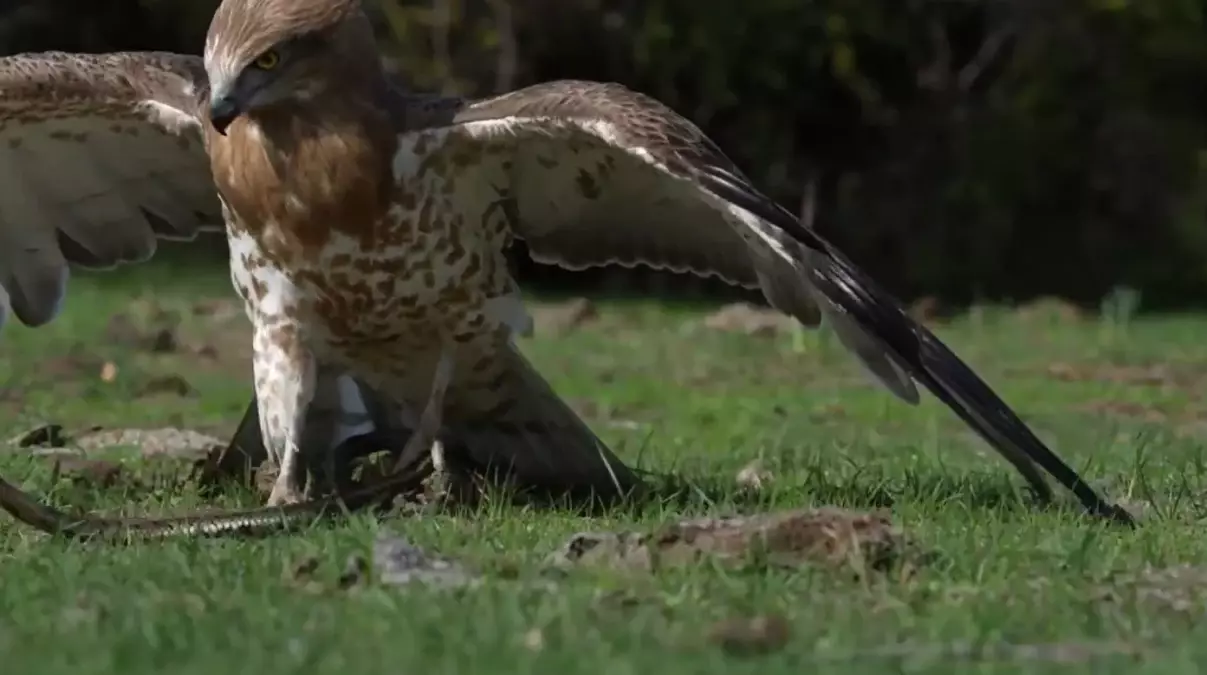 Yılan Kartalı Avlanırken Görüntülendi