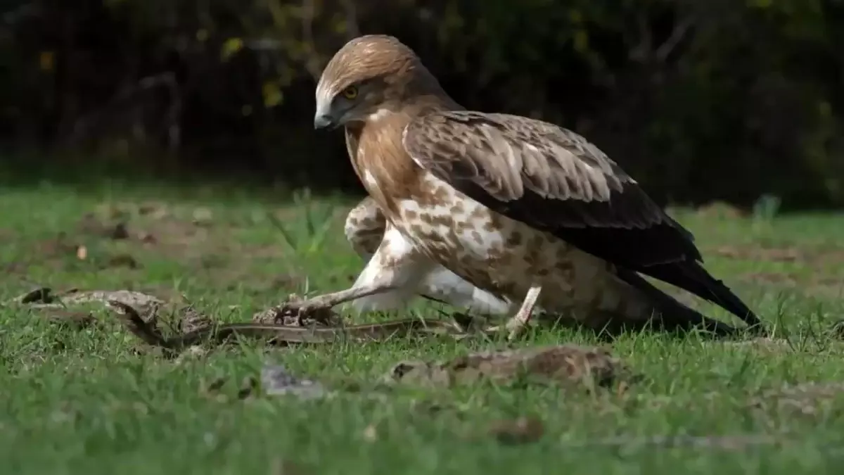 Kartalın Yılanla Mücadelesi Bursa\'da Görüntülendi