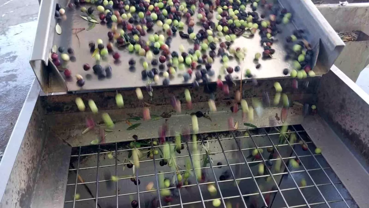 Mersin\'de Zeytin Hasadı Başladı