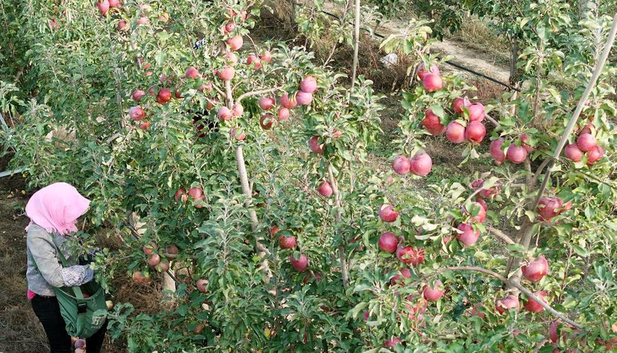 Çin\'de Elma Endüstrisi Gelişiyor