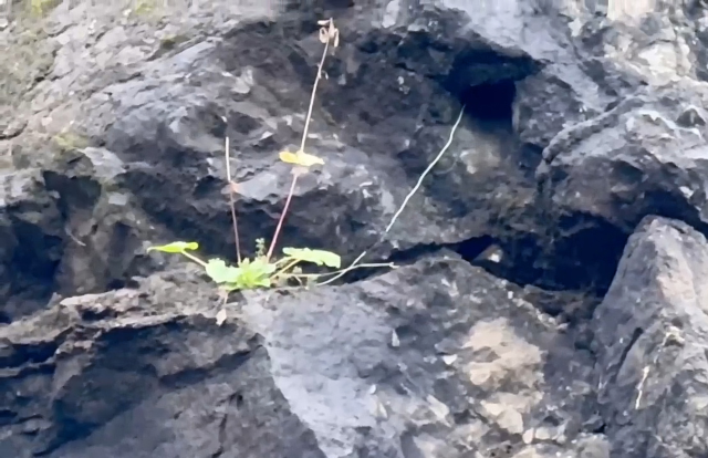 Amasra'da Kablolar Paniğe Neden Oldu, Yol Yeniden Açıldı Amasra'da Kablolar Paniğe Neden Oldu, Yol Yeniden Açıldı