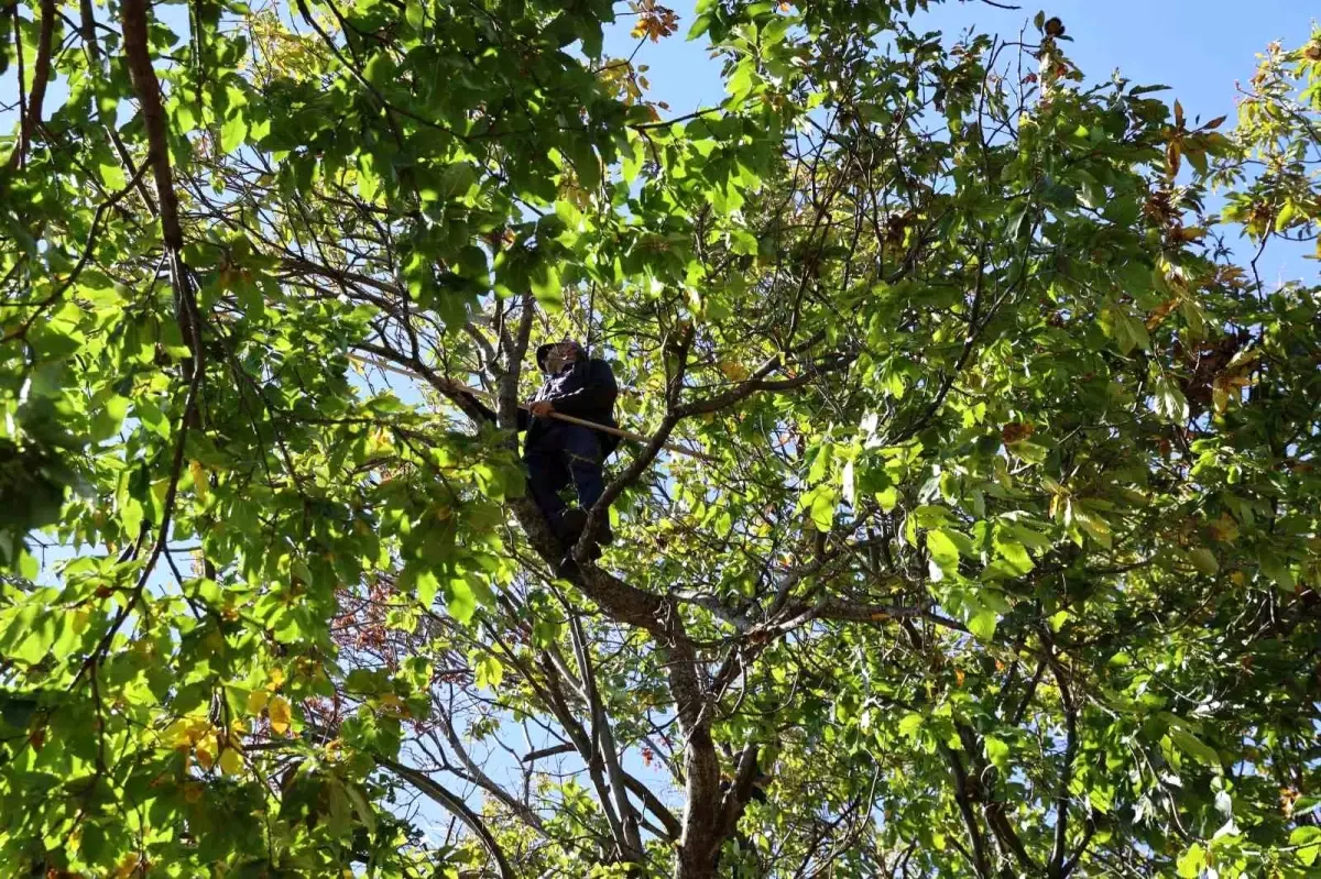 Aydın Kestane Hasadı Bereketli Geçti