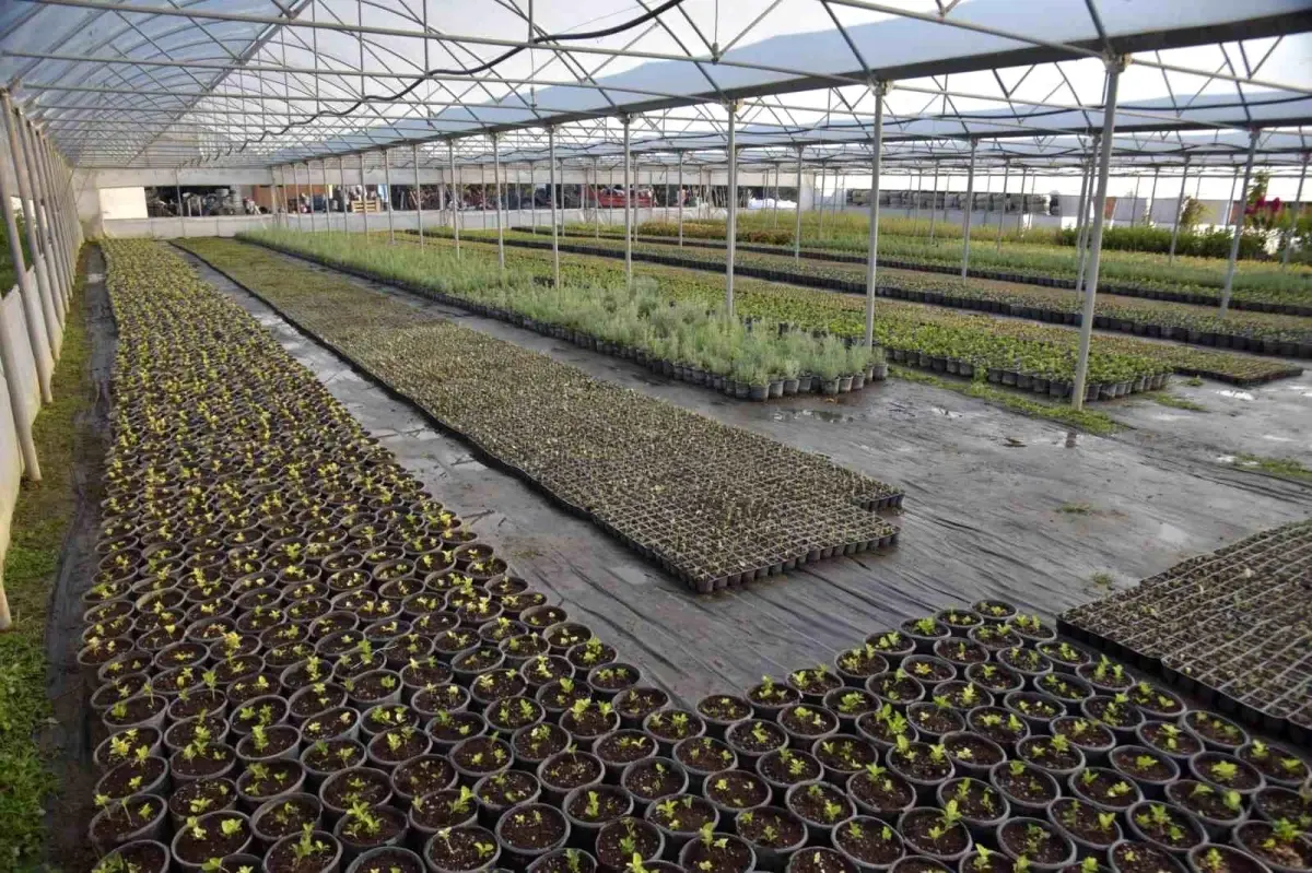 Bilecik\'te Park ve Bahçeler Müdürlüğü\'nden Binlerce Çiçek Üretimi