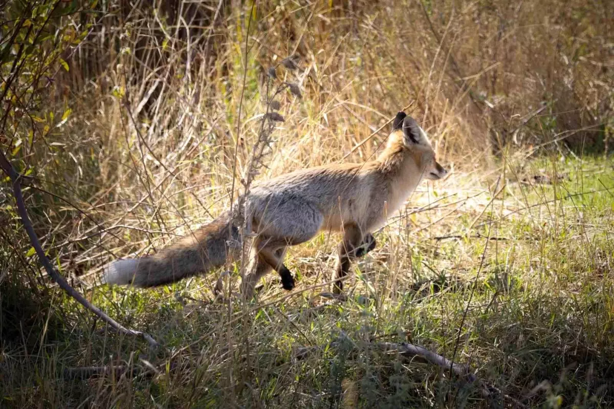 Bingöl\'de Kızıl Tilki Görüntülendi