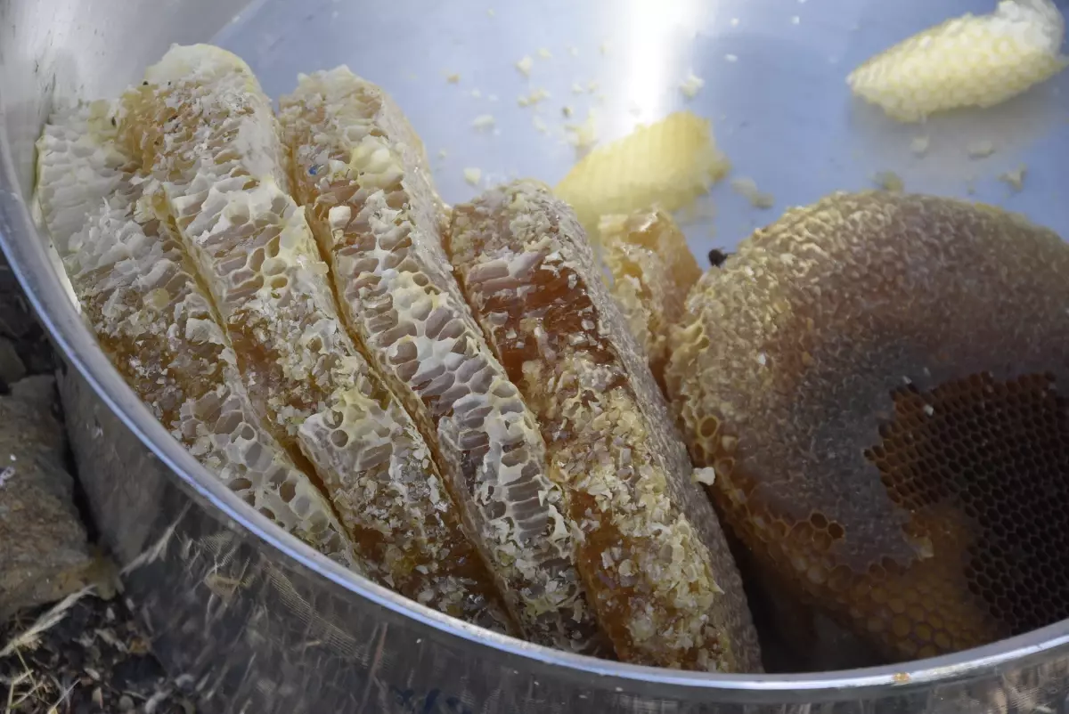 Bitlis\'te Kara Kovan Bal Hasadı Yapıldı