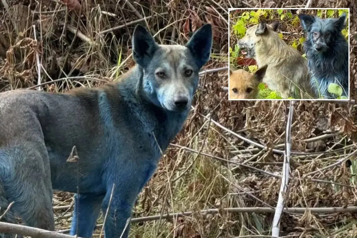 Çernobil\'de köpekler aniden maviye döndü! Bilim insanları alarma geçti