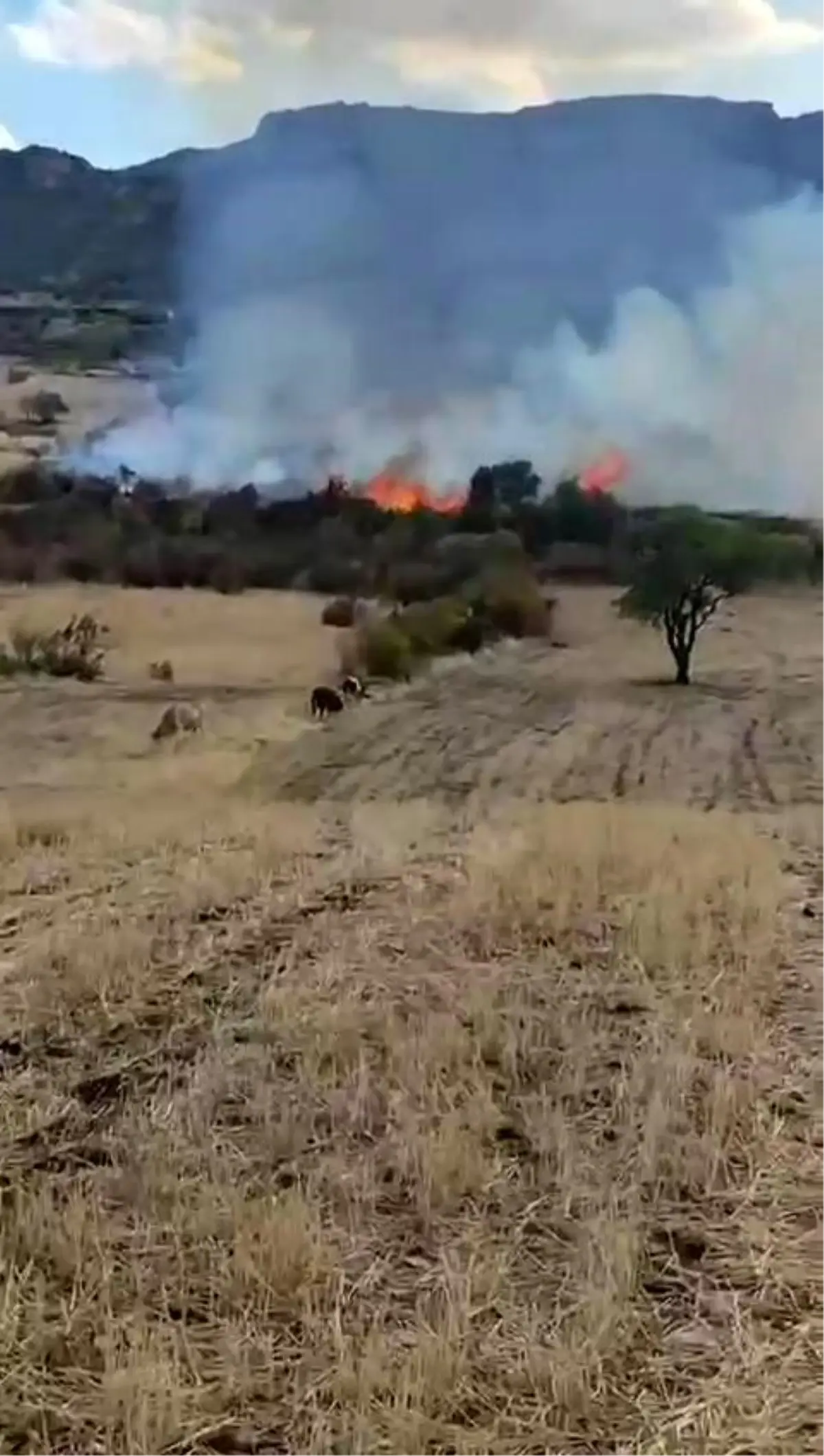 Diyarbakır\'da Yangın: Onlarca Ağaç Kül Oldu