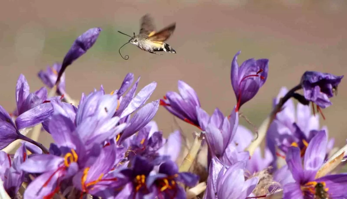 Amasya\'da Safran 500 TL\'den Satılıyor