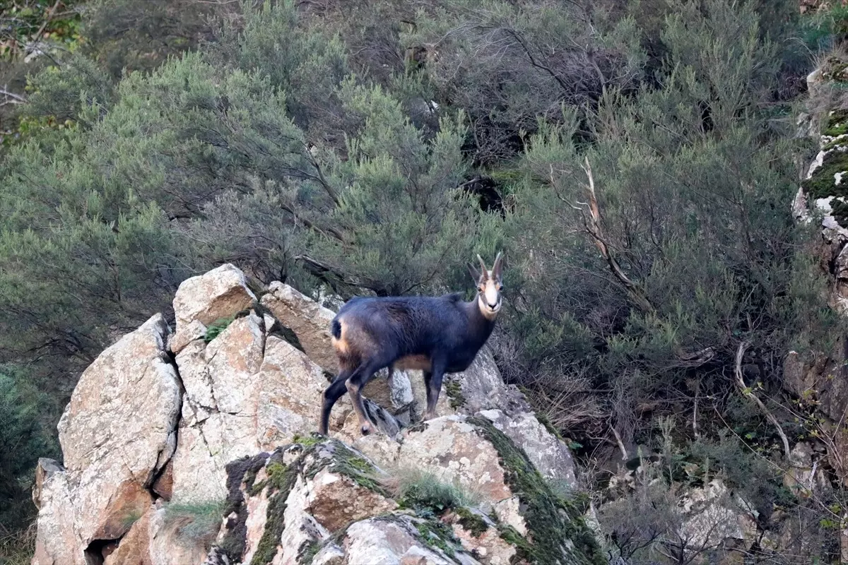 Çengel Boynuzlu Dağ Keçileri Görüntülendi