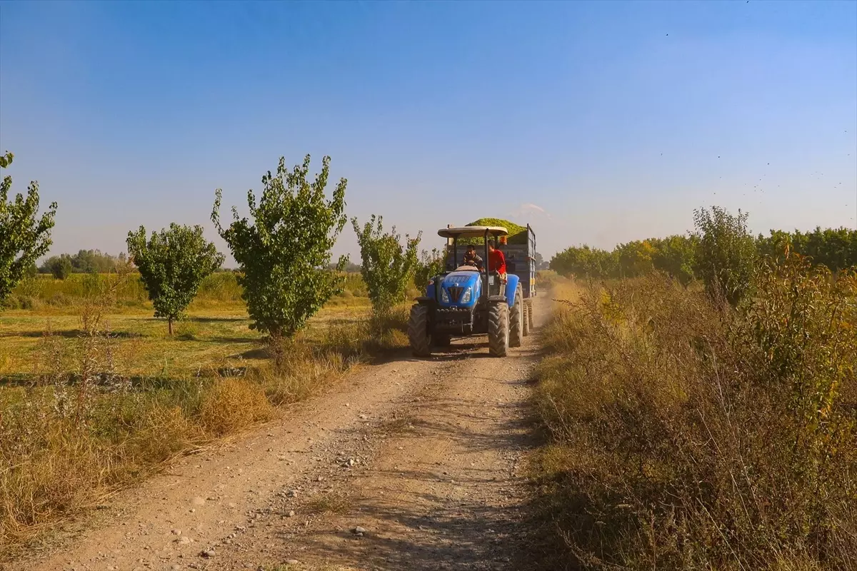Iğdır\'da Silajlık Mısır Hasadı Başladı