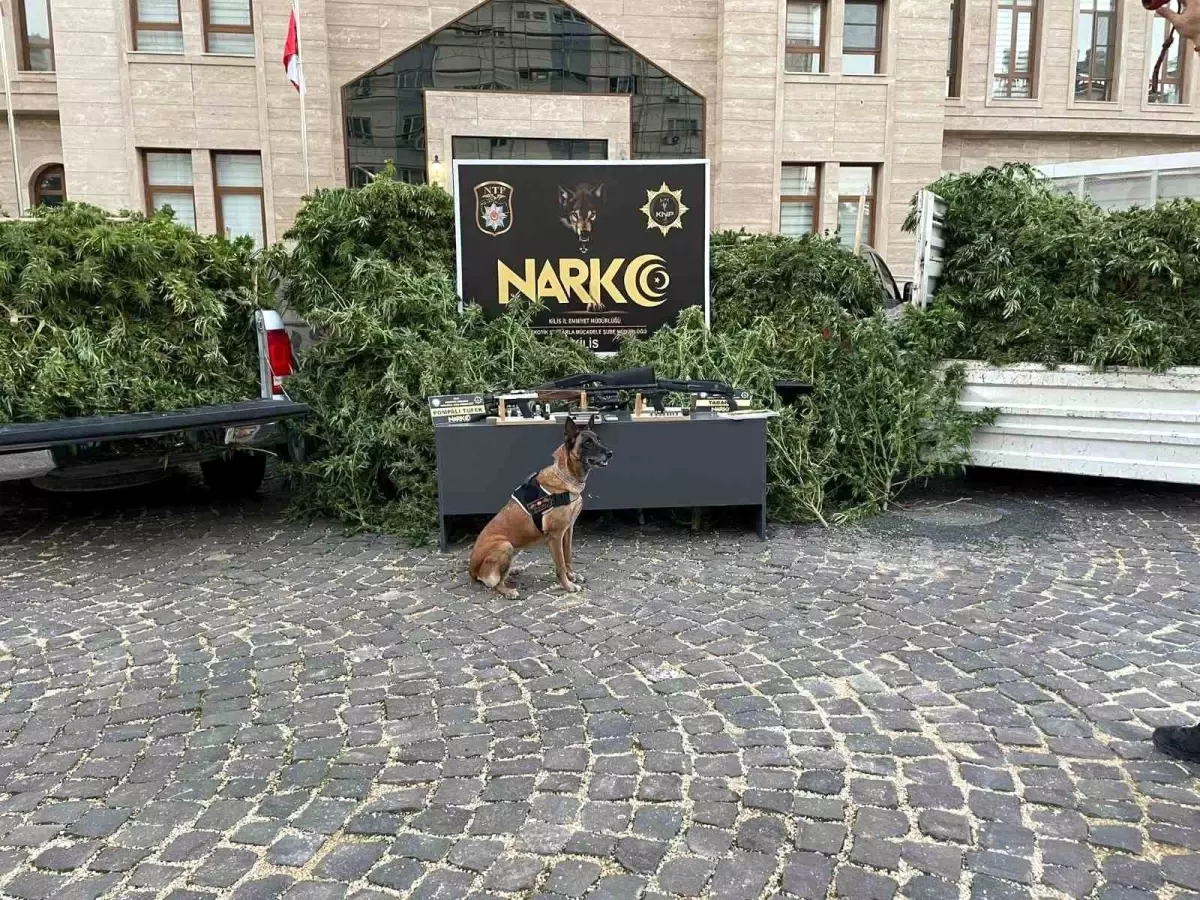 Kilis\'te Uyuşturucu Operasyonu: 283 Kök Kenevir Ele Geçirildi