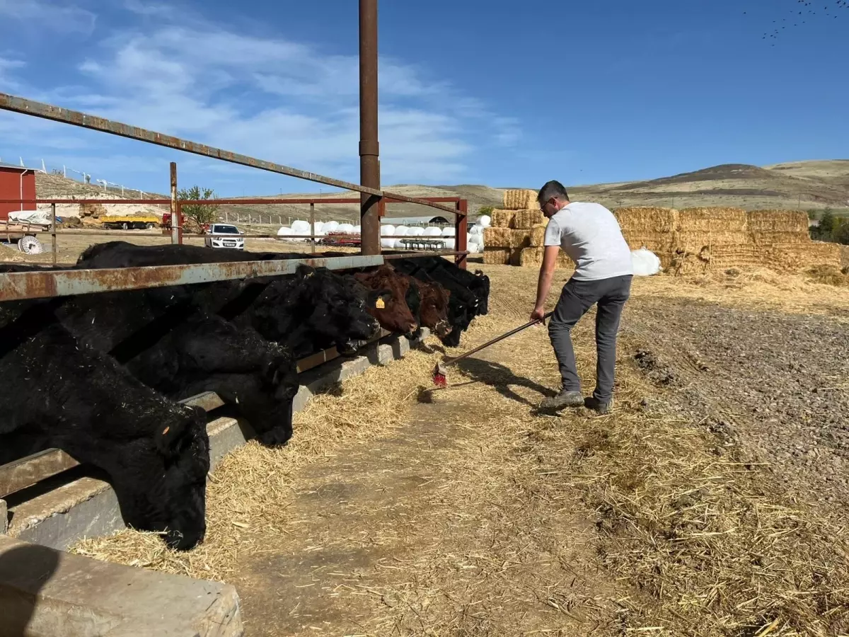Kırsalda Bereket Projesi: 60 Bin Büyükbaş Dağıtıldı