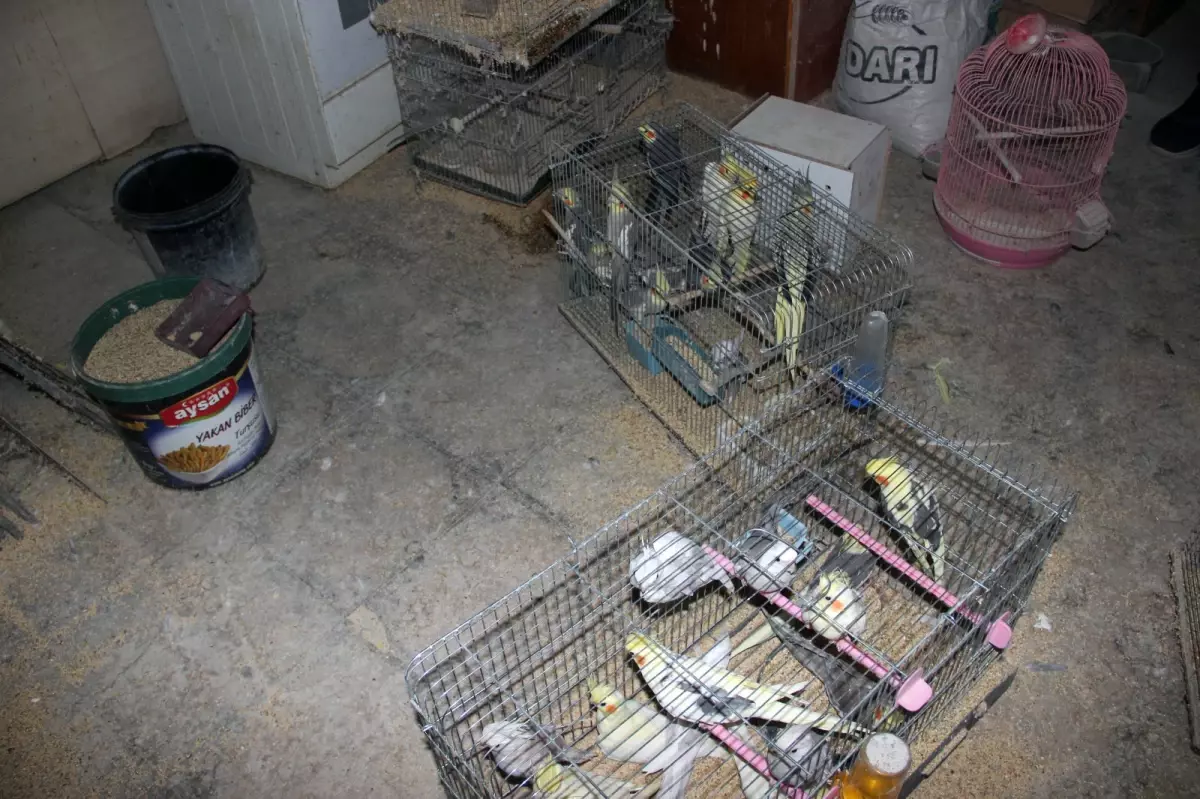 Kırşehir\'de 66 Yabani Kuş Ele Geçirildi