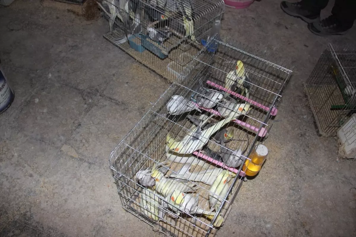 Kırşehir\'de Koruma Altındaki 66 Kuş Ele Geçirildi