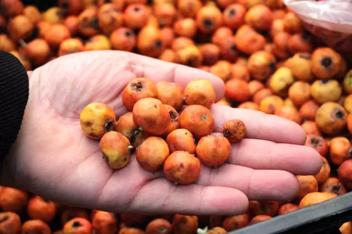 Aydın\'ın Şifa Kaynağı: Alıç Meyvesi