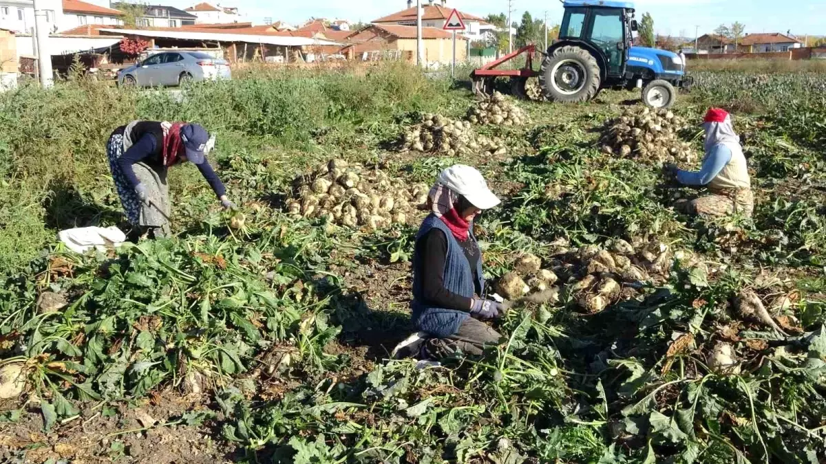 Kütahya\'da Şeker Pancarında Hasat Zamanı