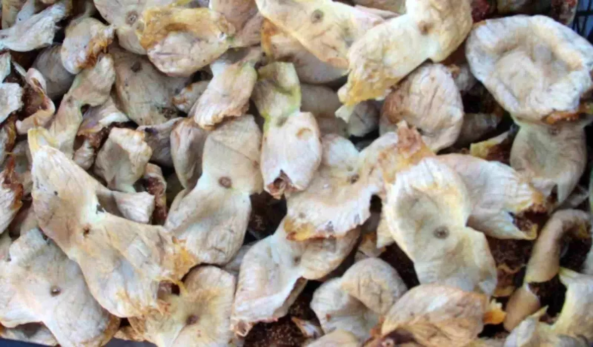 Mut İnciri Üreticisinin Yüzünü Güldürdü