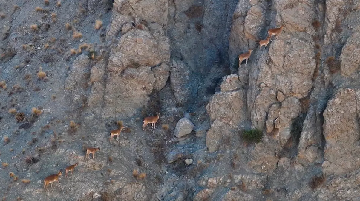 Munzur Dağları\'ndaki Dağ Keçileri Drone ile Görüntülendi