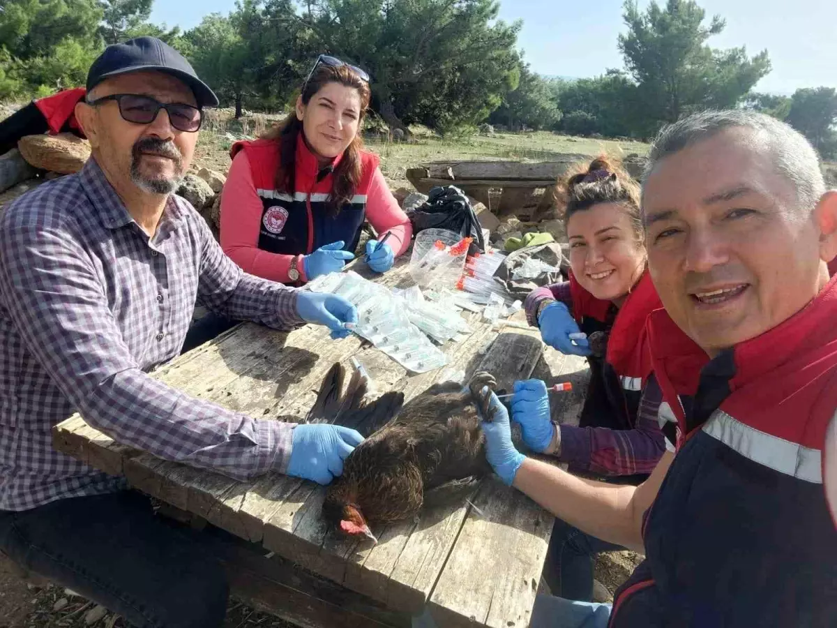 Söke\'de Kuş Gribi Taraması