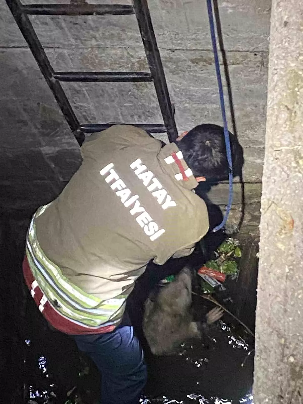 Hatay\'da Kuya Düşen İki Köpek Kurtarıldı