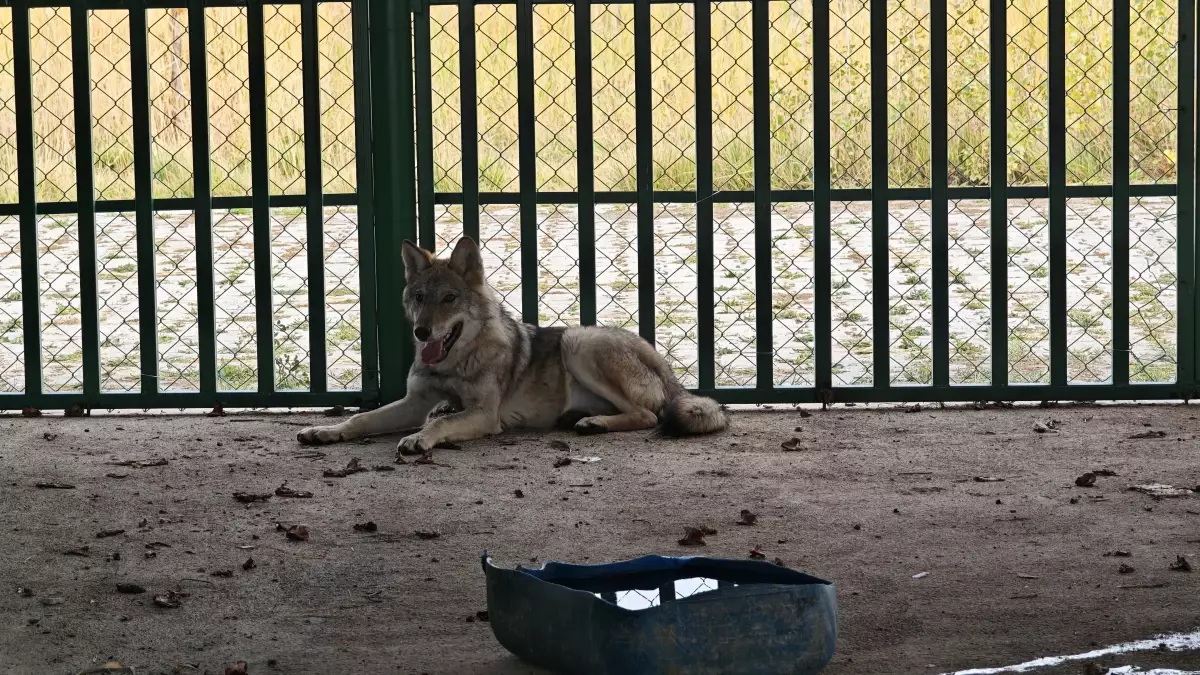 Kapalı Alanda Tutulan 2 Kurt Kurtarıldı