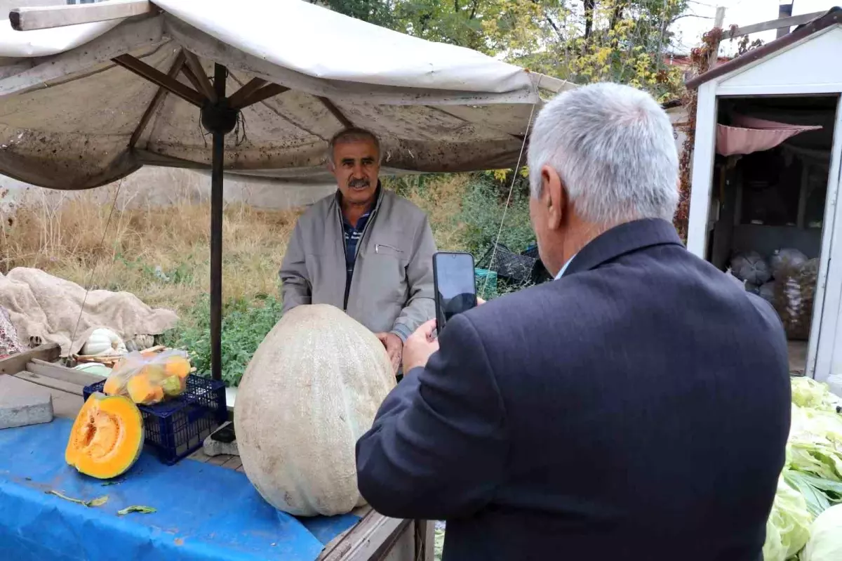 Sivas\'ta Dev Bal Kabağı İlgiyi Üzerine Çekti