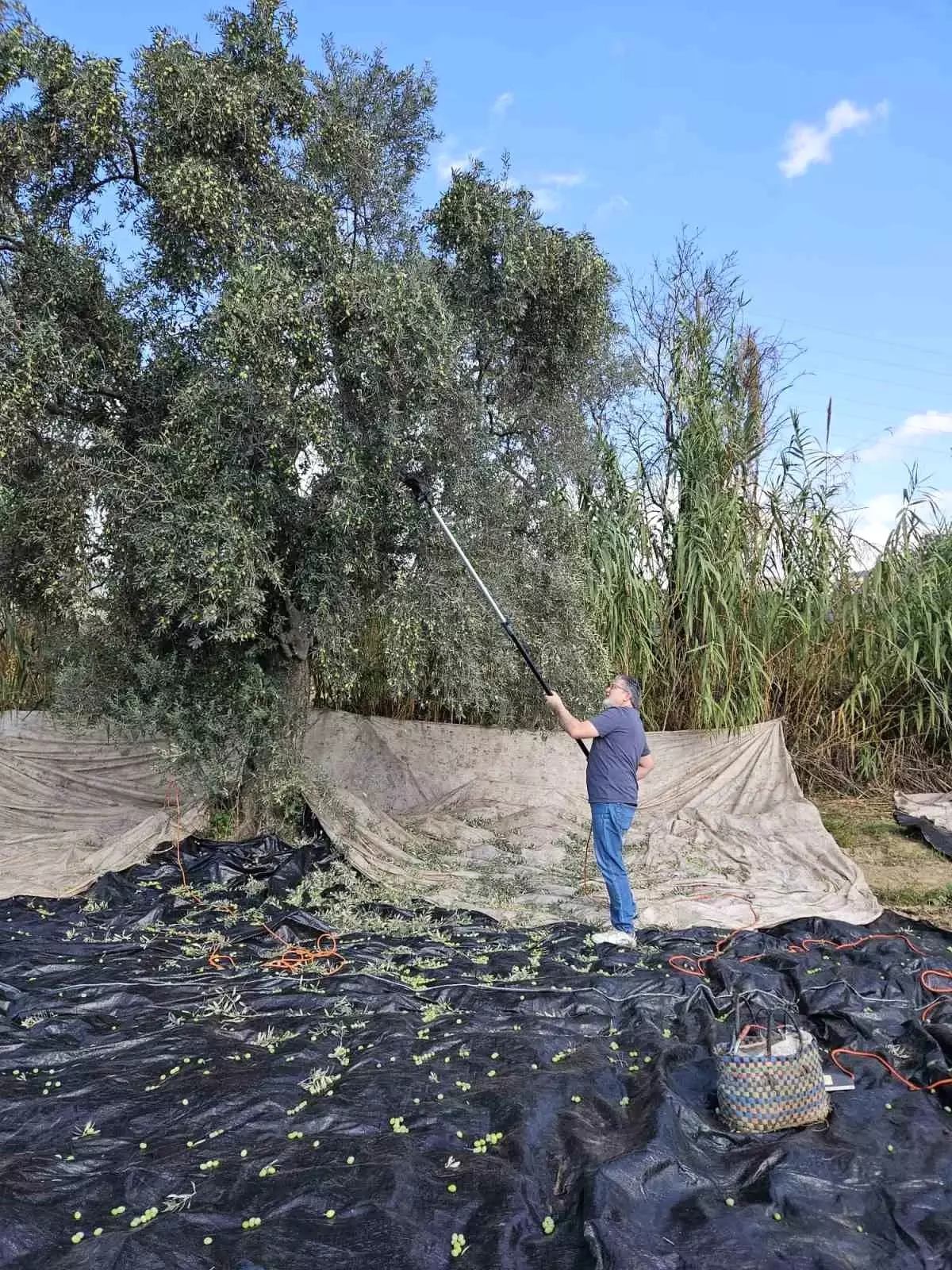 Aydın\'da Zeytin Hasadı Başladı