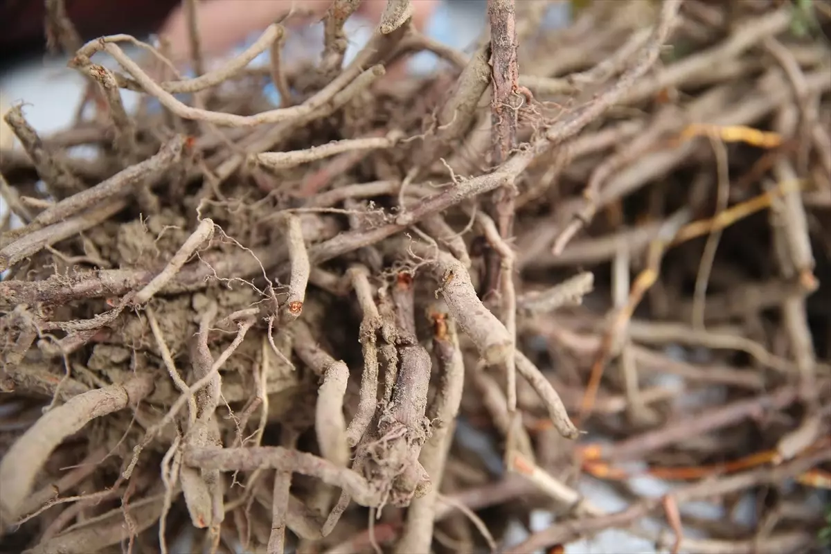 Edirne Kırmızısı Yeniden Hayat Buluyor