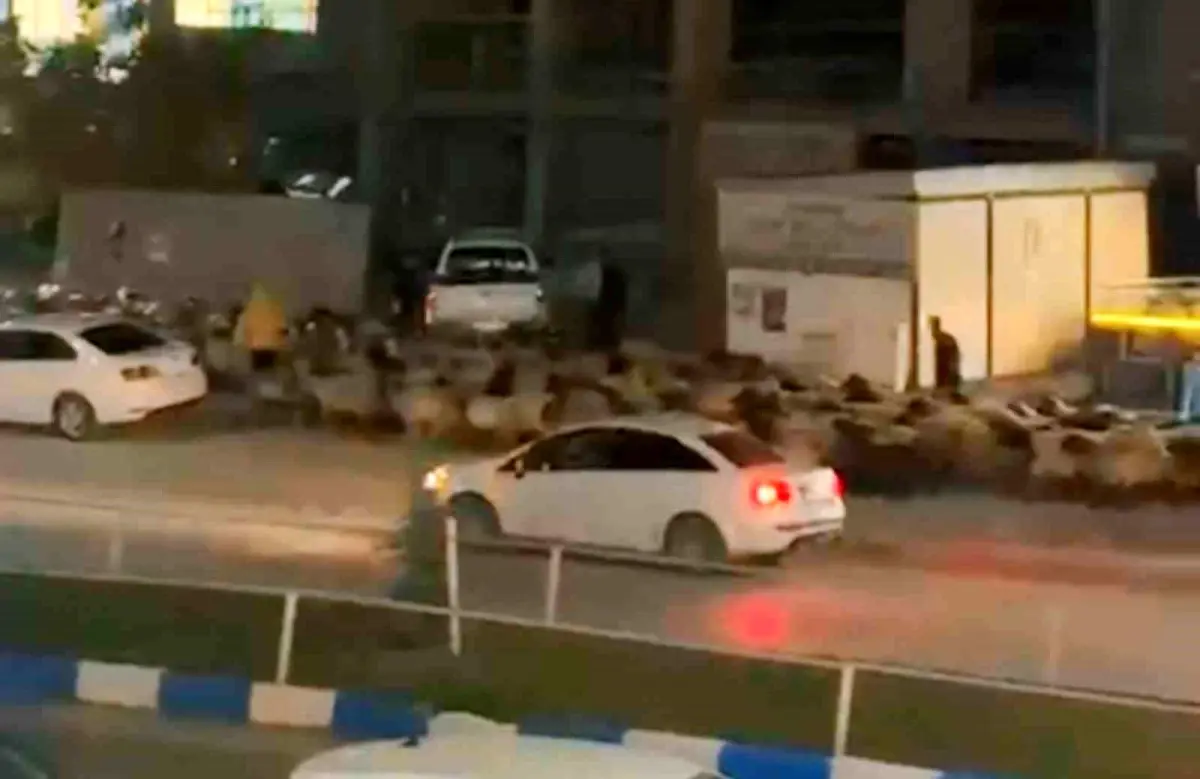 Yüksekova\'da Koyun Sürüsü Caddeyi Tıkadı