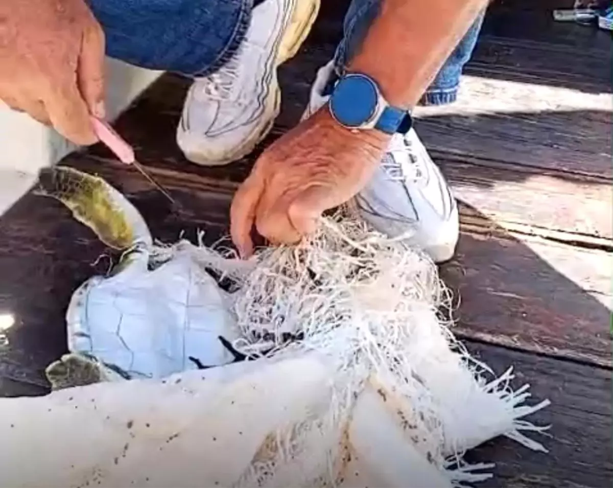 Marmaris\'te Yavru Kaplumbağa Kurtarıldı