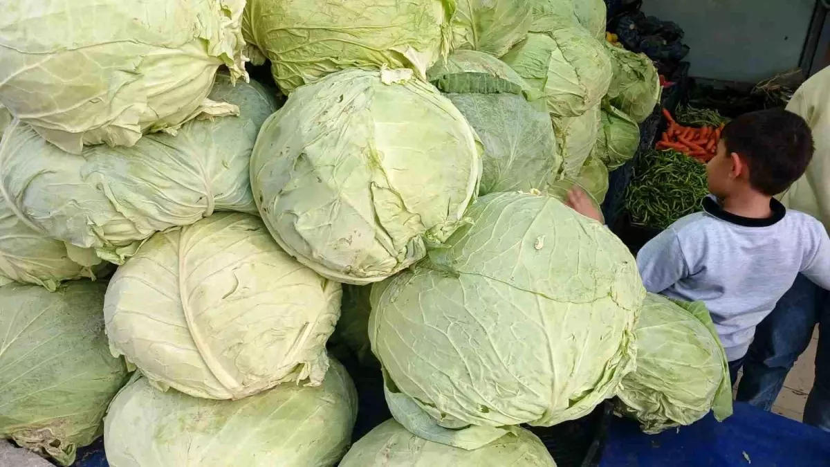 Muş Lahanaları Kulp\'ta Satışta