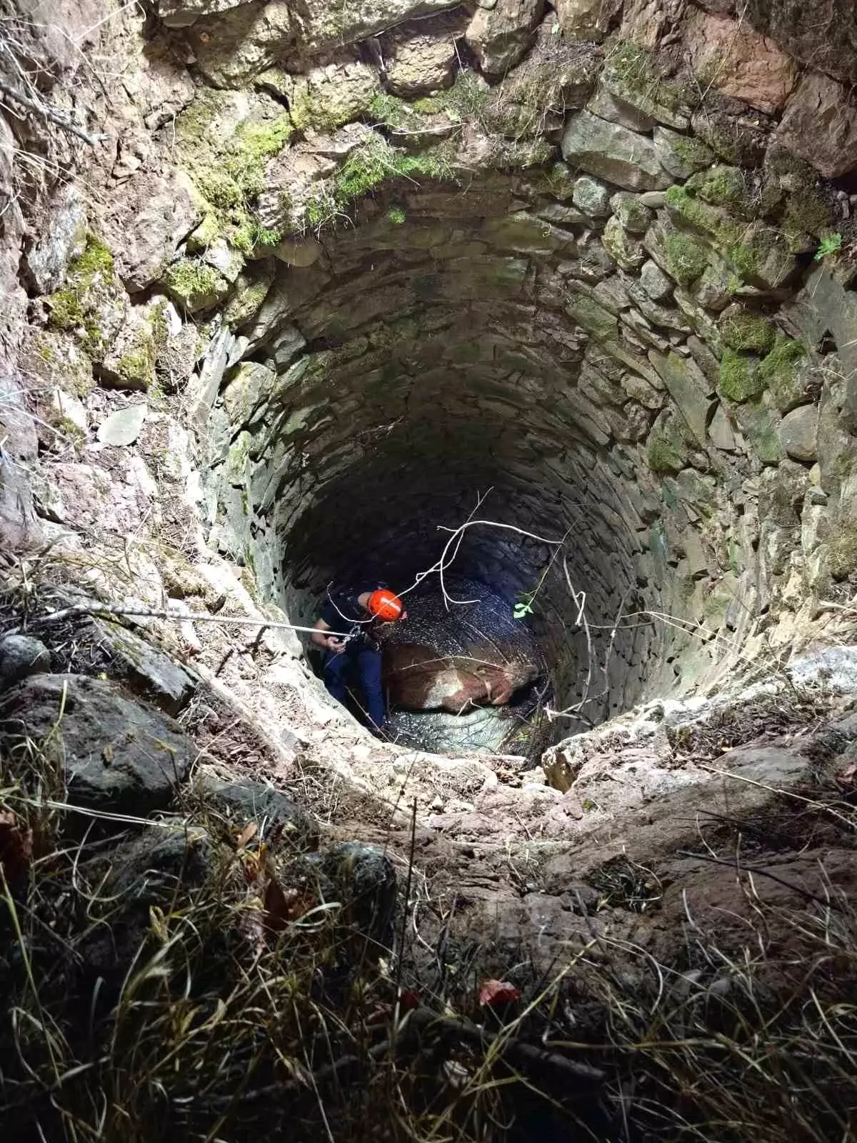 Siirt\'te Su Kuyusuna Düşen İnek Kurtarıldı