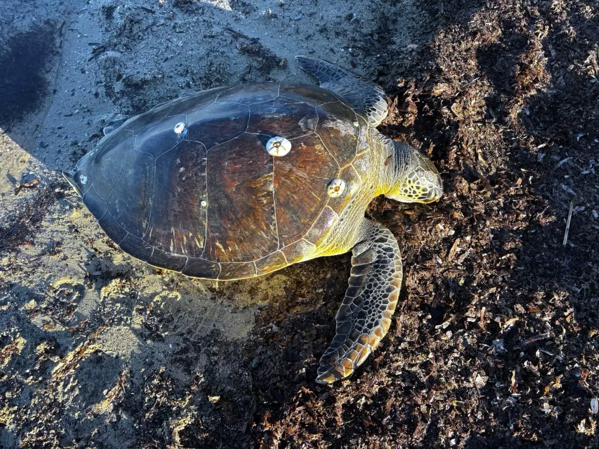 Gelibolu\'da Ölü Caretta Caretta Bulundu