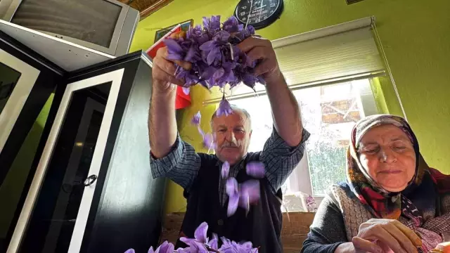 AB tescilli üründe hasat sürüyor, gramı 600 TL'ye dayandı AB tescilli üründe hasat sürüyor, gramı 600 TL'ye dayandı