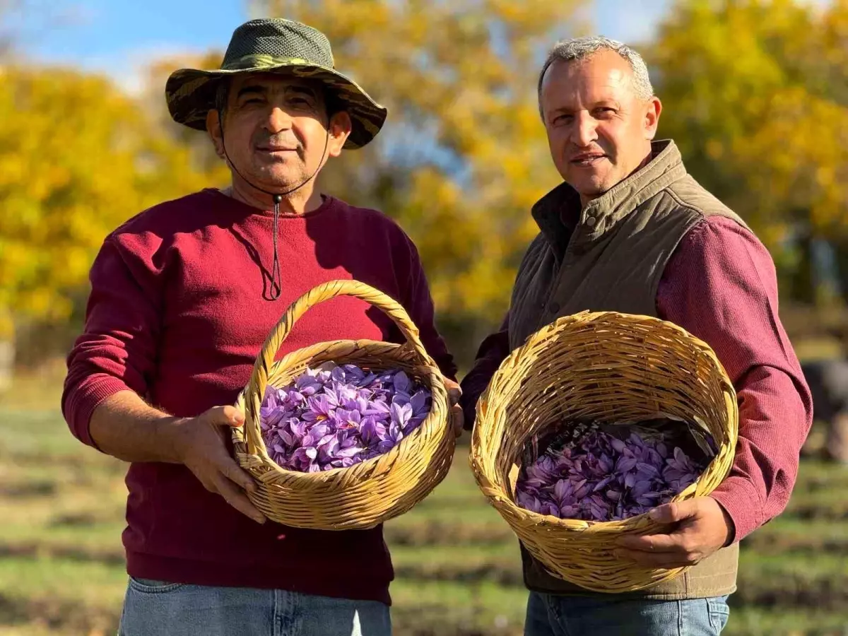 AB tescilli üründe hasat sürüyor, gramı 600 TL\'ye dayandı