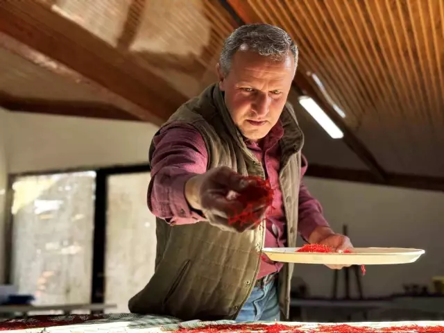 AB tescilli üründe hasat sürüyor, gramı 600 TL'ye dayandı AB tescilli üründe hasat sürüyor, gramı 600 TL'ye dayandı