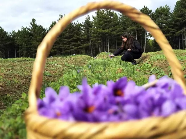 AB tescilli üründe hasat sürüyor, gramı 600 TL'ye dayandı AB tescilli üründe hasat sürüyor, gramı 600 TL'ye dayandı