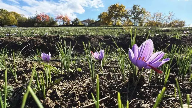 AB tescilli üründe hasat sürüyor, gramı 600 TL'ye dayandı AB tescilli üründe hasat sürüyor, gramı 600 TL'ye dayandı