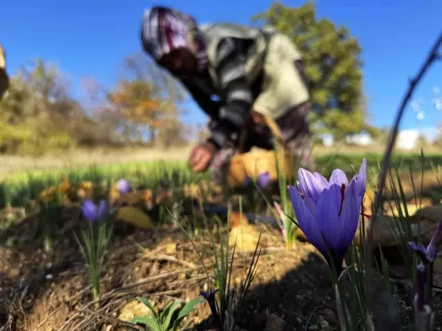 AB tescilli üründe hasat sürüyor, gramı 600 TL'ye dayandı AB tescilli üründe hasat sürüyor, gramı 600 TL'ye dayandı