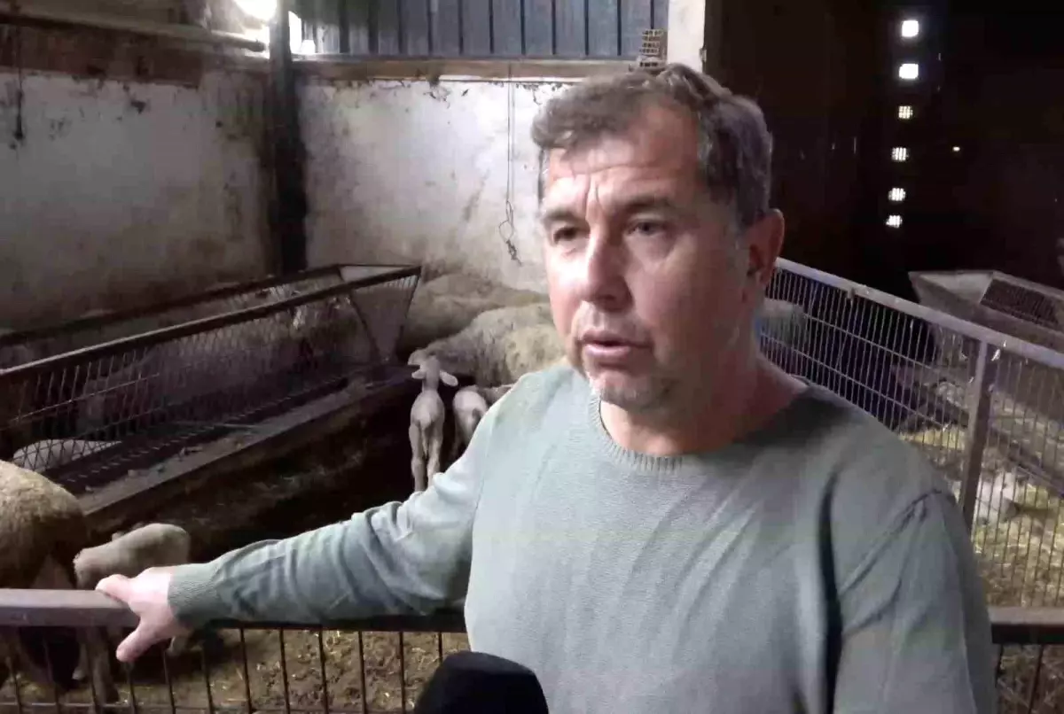 Şap Hastalığı Kuzunun Hayatta Kalma Mücadelesi