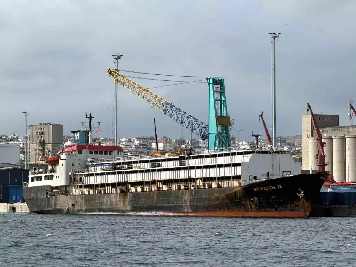 Bandırma\'da İthal Hayvan Krizi