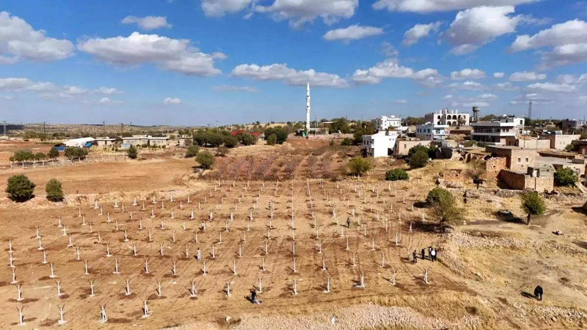 Mardin\'de Atıl Tarım Arazileri Modern Bağcılık Projesiyle Hayata Kazandırılıyor