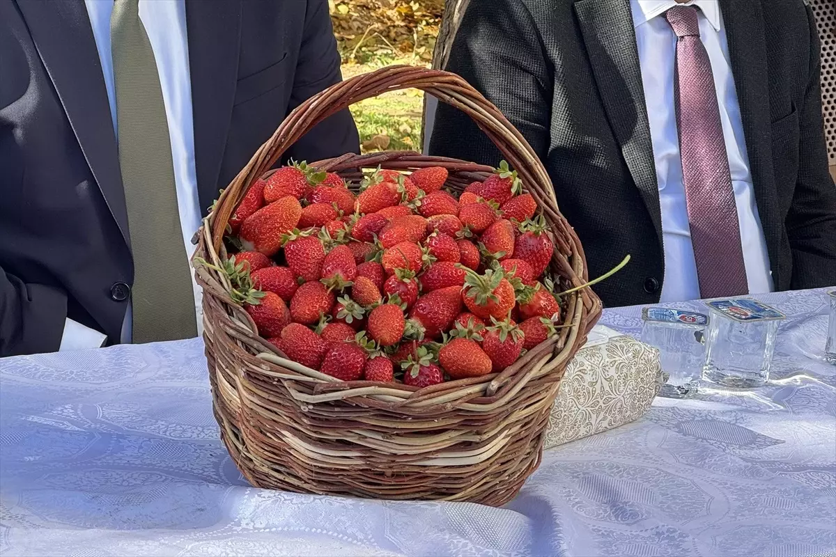 Elazığ\'da Çilek Fidesi Dağıtımı