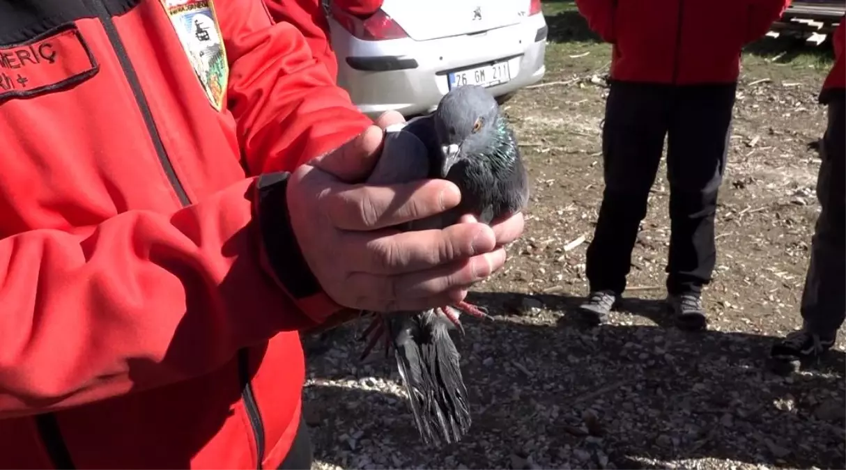 Güvercin 4 Gün Sonra Kurtarıldı